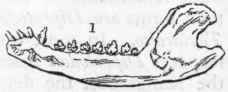 E Sarcophaga 450