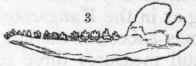 E Sarcophaga 451