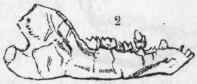 E Sarcophaga 452