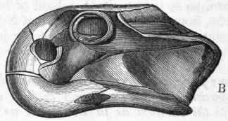 Extinct Orders Of Reptiles 390