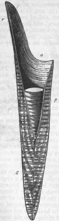 Fie. 232