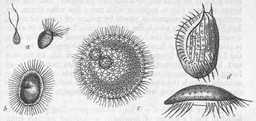 Fig. 1. Algae and Infusoria. a Ciliated zoospores of Confervoe; b Ciliated zoospore of Vaucheria; c Volvox globator, a locomotive fresh water plant; d Euplotes charon, one of the Infusoria. All greatly magnified.
