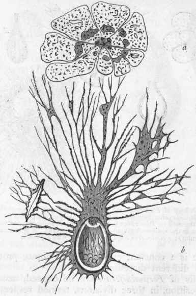 Fig. 10 Foraminifera. a The animal of Nonionina, after the shell has been removed by a weak acid; b Gromia (after Schultze), showing the shell surrounded by a network of filaments derived from the body substance.