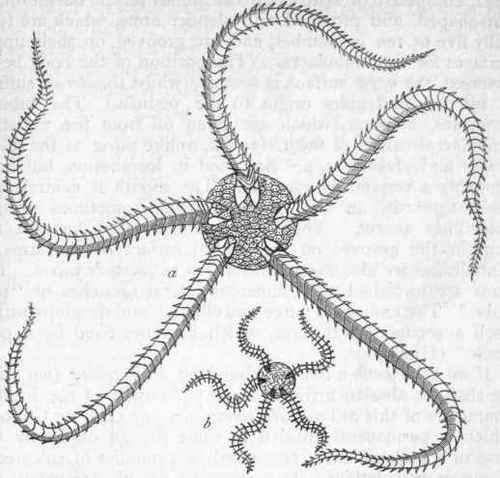 Fig, 100. Ophiuroidea. a Ophiura texturata, the common Sand star; b Ophiocoma neglecta, the grey Brittle star. (After Forbes.)
