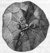 Fig. 107.   Hemicosmites pyriformis, one of the Cystideans. The right hand figure shows the upper surface of the calyx.