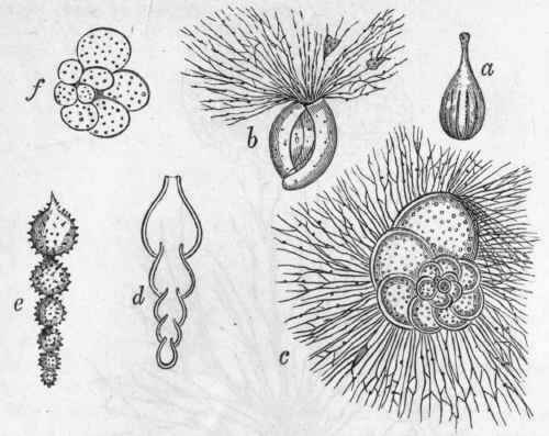 Fig. 11 Morphology of Foraminifera. a Lagena vulgaris, a monothalamous Fora minifer ; b Miliola (after Schultze), showing the pseudopodia protruded from the oral aperture of the shell; c Discorbina (after Schultze), showing the nautiloid shell with the foramina in the shell wall giving exit to pseudopodia; d Section of Nodosaria (after Carpenter) ; e Nodosaria hispida; f Globigerina bulloides.