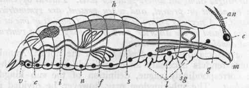 Fig. 112. Diagram of the anatomy of an insect. an Antennae; e Eye; m Mouth; g Gullet; sg Salivary gland; s Stomach; f Tubes supposed to represent the kidneys ; i Intestine ; c Chamber (cloaca) into which the intestine opens ; v Vent; h Heart; n Nervous system ; l Bases of the legs.