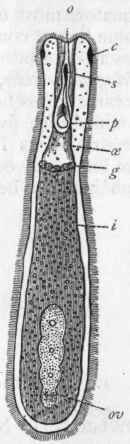 Fig. 118. Morphology of Nemertida. Prorhyn chus fluviatilis: o Mouth ; c Ciliated grooves (sense organs ?); s Spine, attached behind to (p) the sac of the proboscis.; oe Gullet; g Gastric glands ; i Intestine ; ov Ovary. The proboscis in this form is very small. (After Gegenbaur.)