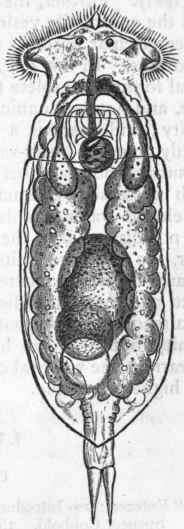 Fig. 123. Rotifera. Eosphora au rita, one of the Wheel animalcules. Enlarged about 250 diameters. (After Gosse.)