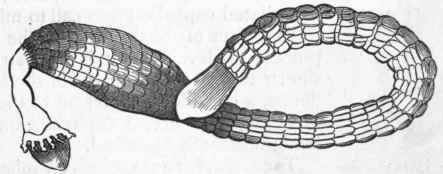 Fig. 124. Gephyrea. Syrinx nudus. (After Forbes.)