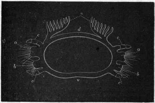 Fig. 126.   Diagrammatic transverse section of an Annelide. d Dorsal arc; v Ventral arc; n Branchiae; a Notopodium, or dorsal oar; b Neuropodium, or ventral oar, both carrying setae and a jointed cirrhus (c).