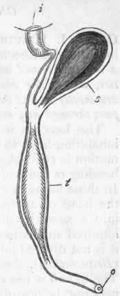 Fig. 127.   Segmental organ of of a Chaetopodous Annelide (Alciopa), enlarged. o External aperture or stigma; t Tubular and ciliated portion of the segmental organ; s Seminal receptacle; i Ciliated infundibulum opening into the body cavity. (After Claparede.)