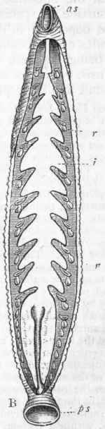 Fig. 128. A, Diagram of the Leech, showing the nervous system, and the ten eye3 placed on the top of the head. B, The leech dissected to show the alimentary canal (2), and the