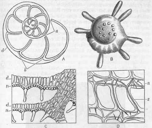 Fig. 13. A, Diagram of one of the higher forms of the vitreous Foraminifera, showing the double nature of the septa (b), the stolon passages between successive chambers (a), and the supplemental skeleton (d) ; B, Test of Calcarina Spengleri, magnified twelve diameters, showing the spines formed by the supplemental skeleton ; C, Part of a section of the test of Calcarina, magnified fifty diameters, showing the tubulated