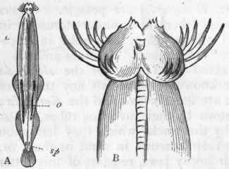 Fig. 134.   Morphology of Chaetognatha. A, Sagitta tricuspidata, of the natural size: o One of the ovaries; sp Orifice of one of male organs of reproduction. B, Head of the same, viewed from beneath and greatly enlarged, showing the horny, setiform jaws. (After Saville Kent.)