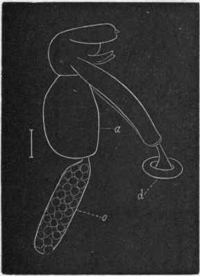 Fig. 139.   Female of Achtheres Carpenteri, magnified. The line placed alongside of the figure shows the real size. a Abdomen ; d Disc of attachment developed upon the last pair of thoracic limbs; o Ovisac.