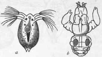 Fig. 140. Ichthyophthira. a Free swimming larva of Achtheres percarum in its first stage; b Adult male of the same. Enlarged. (After Owen.)