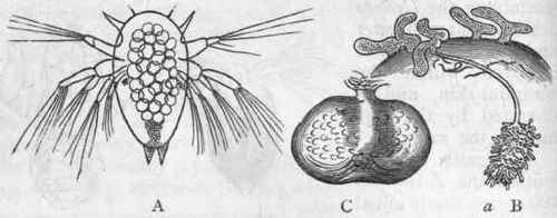 Fig. 141. Morphology of Rhizocephala. A, First larval form of Sacculina purpurea, greatly enlarged. B, Young of Peltogaster sociahs attached to the abdomen of a Hermit crab; at a the root like processes of attachment of one individual are shown. C, body of Sacculina carcini, of the natural size, the roots of attachment not shown. (A and B are after Fritz Muller.)