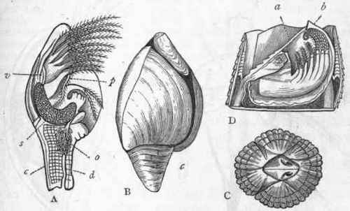 Fig. 142.   Morphology of Cirripedia. A, Lepas pectinata, one of the Barnacles, one side of the shell being removed, enlarged four times : c Peduncle ; d Cement duct; o Ovary; s Ovisac; v Vas deferens; p Penis. B, Paecilasma fissa, enlarged five times ; c Peduncle. C, Balanus balanoides, viewed from above, of the natural size. D, Balanus tintinnabulum, with the shell on one side removed to show the animal: a One of the valves (