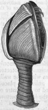 Fig. 144. Lepas anati fera, the common Barnacle.