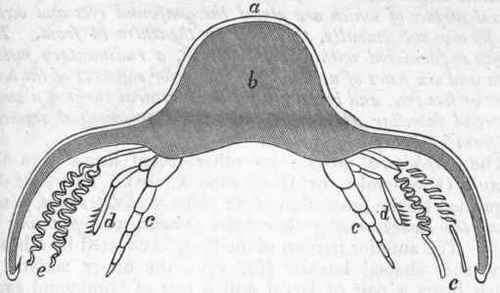 Fig. 149.   Transverse section of the thorax of Calymene senaria, partially restored (after C. D. Walcott). a Dorsal crust; b Visceral cavity, continued laterally to the pleural margins of the dorsal crust; c Legs, restored; d Epipodite; e Spiral gills. Enlarged six times.