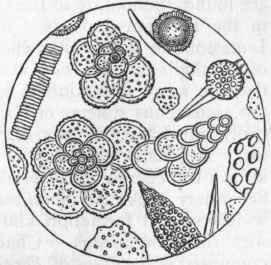 Fig. 15. Organisms in the Atlantic ooze, chiefly Foraminifera (Globigerina and Textularia), with Polycystina, and Sponge spicules ; highly magnified. (Original.)