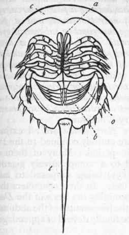 Fig. 150. Xiphosura. Limulus polyphe mus, viewed from below, c The cephalic shield carrying the sessile eyes upon its upper surface; o