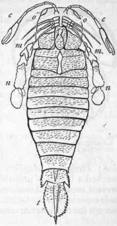 Fig. 151. Eurypterida. Pterygotus An glicus, restored (after H. Woodward). c c Chelate antennae ; o o Eyes situated at the anterior margin of the carapace ; m m The mandibles, and the first and second maxillae ; n n The maxillipedes the basal margins of these are serrated, and are drawn as if seen through the me tastoma or post oral plate, which serves as a lower lip. Immediately behind this is seen the operculum or thoracic plate which covers the two anterior thoracic somites. Behind this are five thoracic and five abdominal somites, and lastly there is the telson (t).