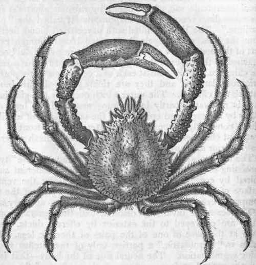 Fig. 159. Brachyura. The Spiny Spider crab (Maia squinado).