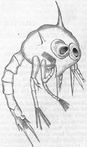 Fig. 160. Zoea of the Spiny Spider Crab (Maia squinado), enlarged.