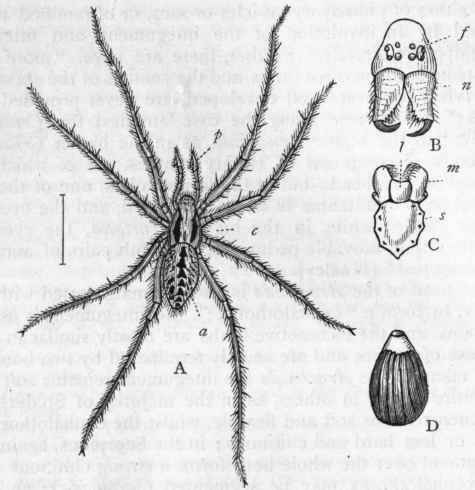Fig. 161. A, The male of the common House Spider (Tegenaria civilis), considerably magnified : c Front portion of the body, consisting of the amalgamated head and thorax ; p Maxillary palpi; a Abdomen. B, Front portion of the head of the same, showing the eight eyes (f), and the mandibles (n). C, Under side of the head and trunk, showing the true jaws (m), the lower lip (/), and the horny plate to which the legs are attached. D, Diagram of one of the air chambers or breathing organs. (Figs. A, B, and C are after Blackwall.)