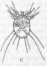 Fig. 165. A, Demodex folliculorum, greatly magnified. B, Emydium testudo, one of the Tardigrada, greatly magnified. C, Sarcoptes scabiei, the Itch mite, greatly magnified.