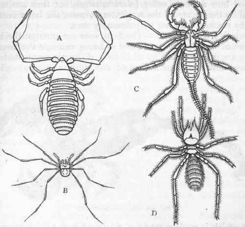 Fig. 166.   A, Chelifer cancroides, showing the chelate maxillary palpi, considerably enlarged. B, Phalangium copticum, of the natural size. C, Thelyphonus giganteus. D, Galeodes araneoides, of the natural size.