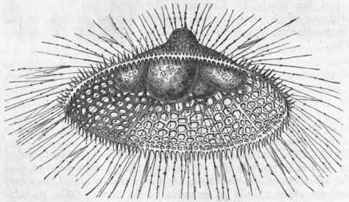 Fig. 17. Eucecryphalus Schultzei, with the pseudopodia extended, showing the perforated siliceous test and the lobed protoplasmic body. After Kolliker. (The author is indebted to the kindness of Professor Mivart for the use of this engraving.)