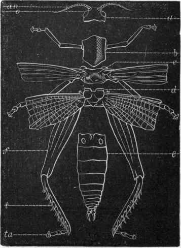 Fig. 174.   Diagram of the external anatomy of an insect. a Head carrying the eyes (o) and antennae (an); b First segment of the thorax, with the first pair of legs; c Second segment of the thorax, with the second pair of legs and the first pair of wings ; d Third segment of the thorax, with the third pair of legs and the second pair of wings; e Abdomen, without limbs, but carrying terminal appendages concerned in reproduction ; f Femur ; t Tibia ; ta Tarsus.