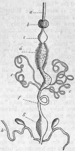 Fig. 177. Digestive system of a Beetle (Carabus auratus). a (Esophagus; b Crop; c Gizzard ; d Chylific stomach; e Malpighian tubes; f Intestine; g Cloaca; h Anal glands.