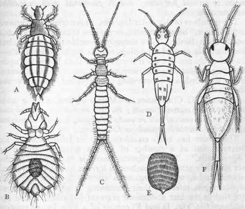 Fig. 180.   Morphology of Aptera. A, Pediculus humanus capitis,' B, Docophorus hamattts, one of the Bird lice ; C, Campodea ; D, Degeeria, one of the Podnridae ; E, Scale of a Podurid, as seen under the microscope ; F, Degeeria purpurascens. All the figures are greatly enlarged. (After Packard and Gervais.)