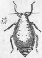 Fig, 181. Hemiptera. Bean Aphis (Aphisfabae), winged male and wingless female.