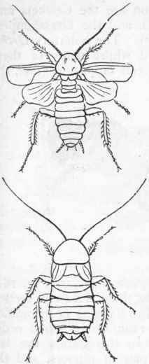 Fig. 183. Orthoptera. The common Cockroach (Blatta orienta lis), male and female.