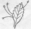 Fig. 185. Neuroptera. Aphis lion (Chrysopa perla), imago, larva, and eggs.