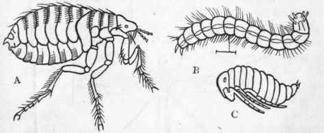 Fig. 187. A, The common Flea (Pulex irritans) ; B, Larva of the same ; C, Pupa of the same. All the figures are greatly magnified. (After Westwood.)