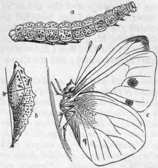 Fig. 189. Large White Cabbage Butterfly (Pieris brassicae). a Larva or caterpillar; b Pupa or chrysalis ; c Imago or perfect insect.