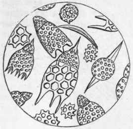 Fig. 19. Shells of Polycystina from the