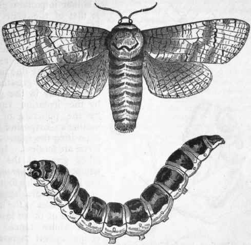 Fig. 190. Goat moth (Cossus ligniperda) and Caterpillar.