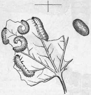 Fig. 191. Gooseberry Saw fly ( Tenthredo grossu lariae), larva, pupa, and imago.