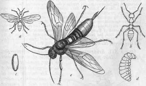 Fig. 192. a Winged male of Ant; b Wingless worker of Ant; c Pupa of Ant; d Lavra of Ant, enlarged ; e The Great Saw fly (Sirex gigas).