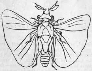 Fig. 193. Strepsiptera. Stylops Spencii, greatly magnified (after Westwood).