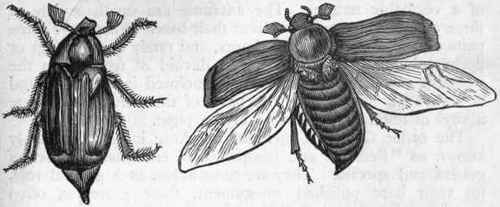 Fig. 194.   Coleoptera. Common Cockchafer (Melolontha vulgaris).