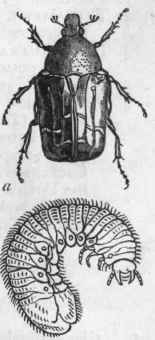 Fig. 195.   a Rose chafer (Cetonia aurata) and larva.