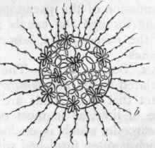 Fig. 20. Morphology of Radiolaria. a Siliceous fenestrated test of Collosphaera Huxleyi; b Sphaerozoum morum, showing cellaeform bodies, compound groups of spicules, and radiating pseudopodia.